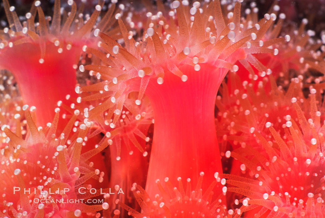 Strawberry anemone (club-tipped anemone, more correctly a corallimorph). Scripps Canyon, La Jolla, California, USA, Corynactis californica, natural history stock photograph, photo id 05322