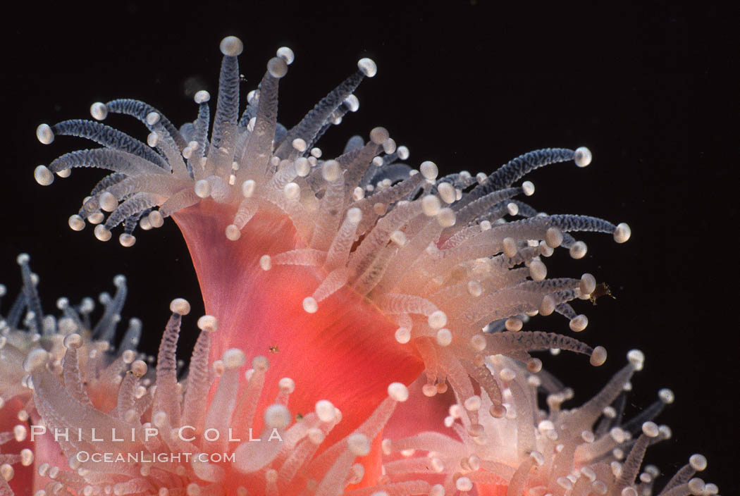 Strawberry anemone (club-tipped anemone, more correctly a corallimorph). Scripps Canyon, La Jolla, California, USA, Corynactis californica, natural history stock photograph, photo id 05354