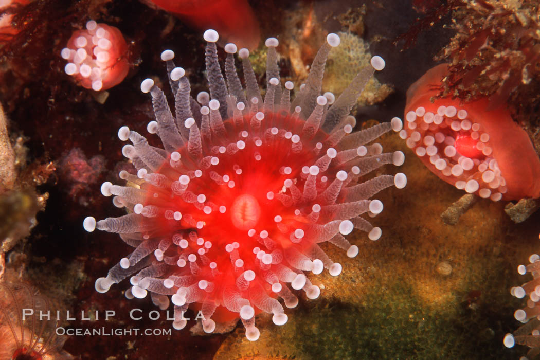 Polyp, strawberry anemone (club-tipped anemone, more correctly a corallimorph). Scripps Canyon, La Jolla, California, USA, Corynactis californica, natural history stock photograph, photo id 04740