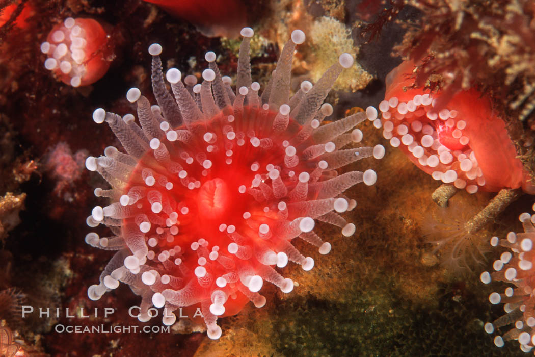 Polyp, strawberry anemone (club-tipped anemone, more correctly a corallimorph). Scripps Canyon, La Jolla, California, USA, Corynactis californica, natural history stock photograph, photo id 04739