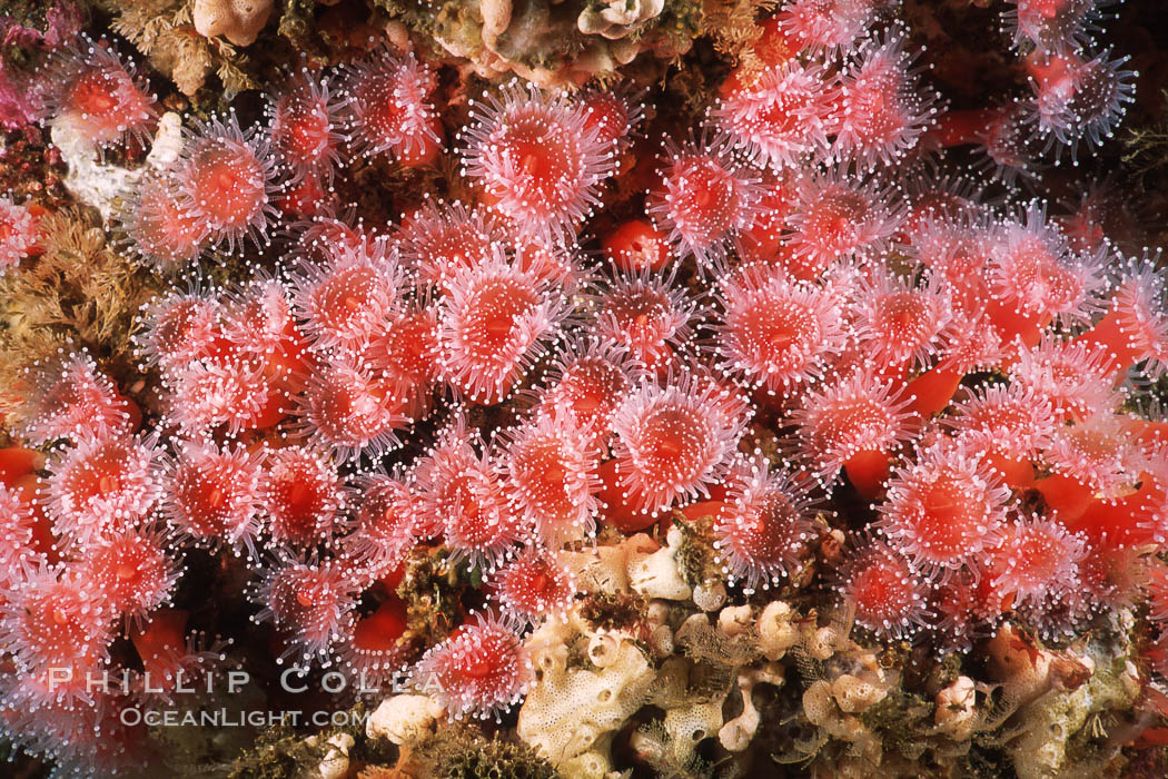 Strawberry anemones (club-tipped anemones or corallimorphs). Scripps Canyon, La Jolla, California, USA, Corynactis californica, natural history stock photograph, photo id 04713