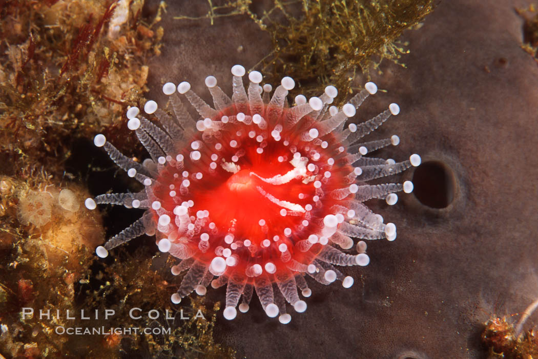 Polyp, strawberry anemone (club-tipped anemone, more correctly a corallimorph). Scripps Canyon, La Jolla, California, USA, Corynactis californica, natural history stock photograph, photo id 04737