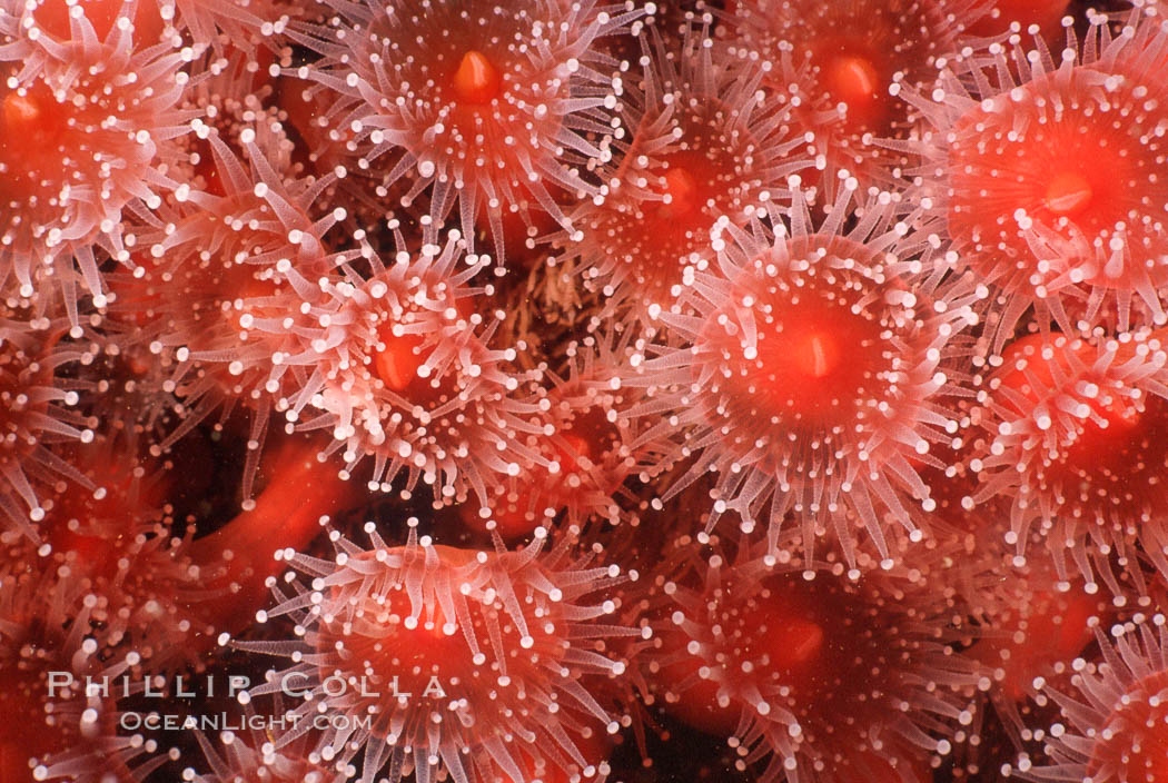 Strawberry anemone (club-tipped anemone, more correctly a corallimorph). Scripps Canyon, La Jolla, California, USA, Corynactis californica, natural history stock photograph, photo id 05356