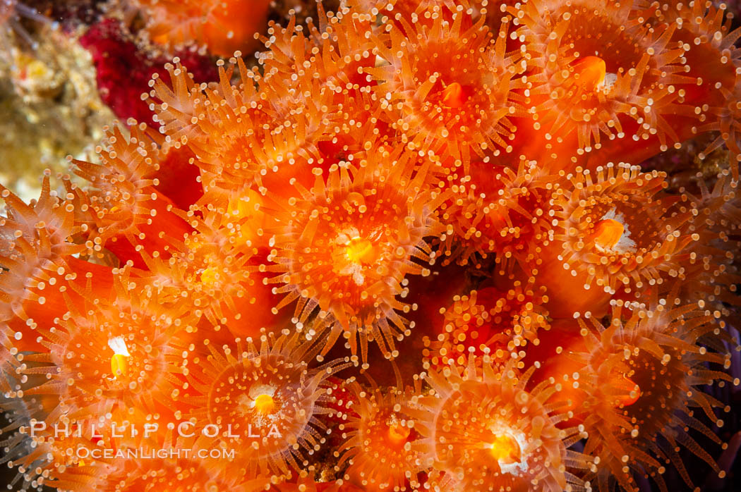 A cluster of vibrantly-colored strawberry anemones (club-tipped anemone, more correctly a corallimorph) polyps clings to the rocky reef. Santa Barbara Island, California, USA, Corynactis californica, natural history stock photograph, photo id 10164
