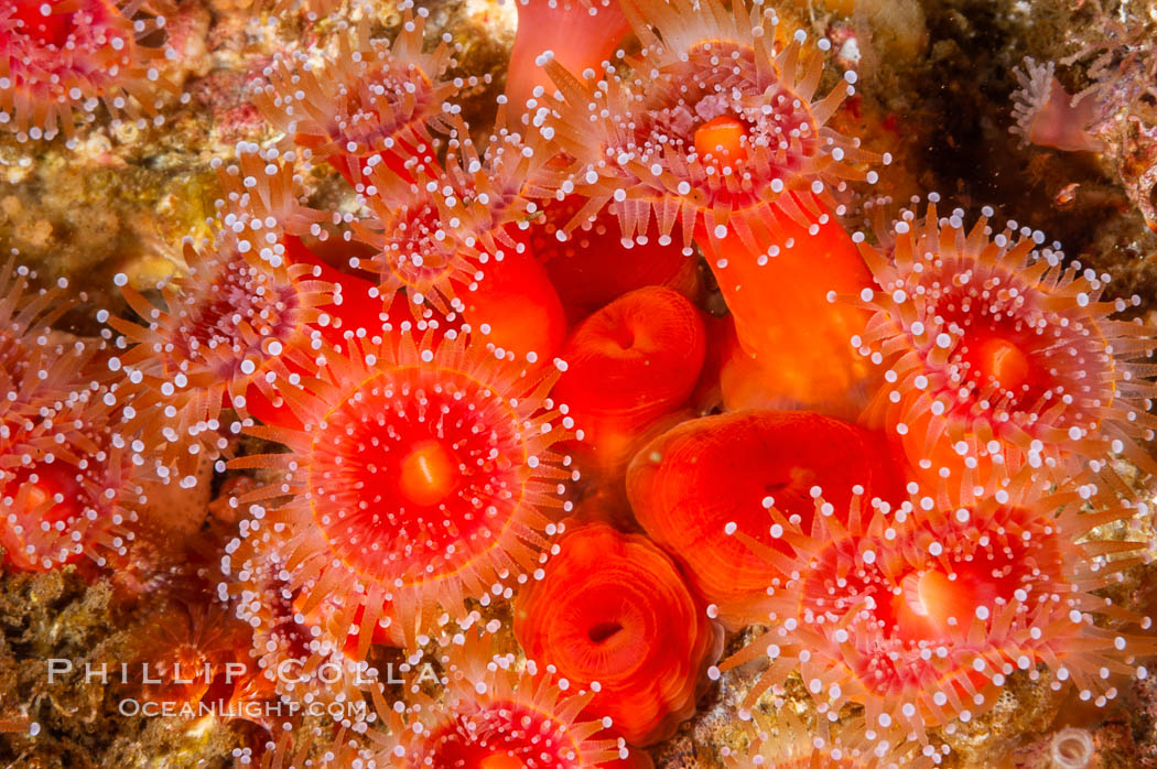 A cluster of vibrantly-colored strawberry anemones (club-tipped anemone, more correctly a corallimorph) polyps clings to the rocky reef, Corynactis californica, Santa Barbara Island