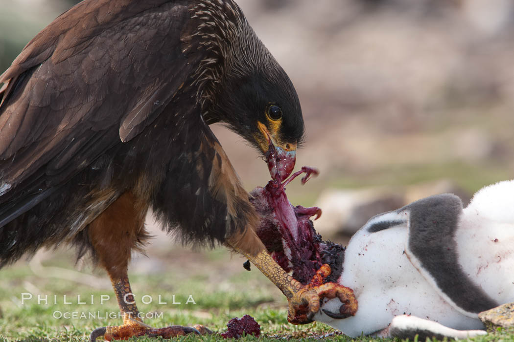 Striated caracara feeds upon a gentoo penguin chick it has just killed. Steeple Jason Island, Falkland Islands, United Kingdom, Phalcoboenus australis, Pygoscelis papua, natural history stock photograph, photo id 24086