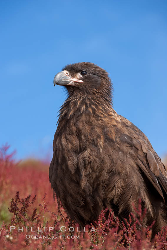 Straited caracara, a bird of prey found throughout the Falkland Islands.  The striated caracara is an opportunistic feeder, often scavenging for carrion but also known to attack weak or injured birds. Steeple Jason Island, United Kingdom, Phalcoboenus australis, natural history stock photograph, photo id 24083