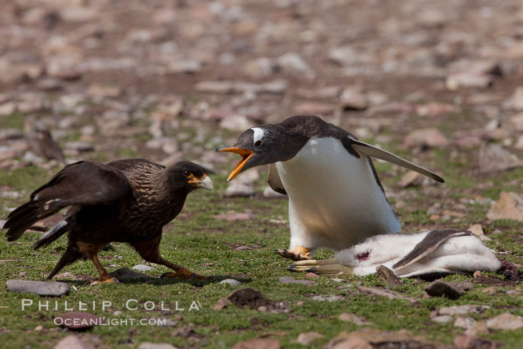 Gentoo penguin defends its dead chick (right), from the striated caracara (left) that has just killed it.  The penguin continued to defend its lifeless chick for hours, in spite of the futulity and inevitabliityof the final result.  Striated caracaras eventually took possession of the dead chick and fed upon it. Steeple Jason Island, Falkland Islands, United Kingdom, Phalcoboenus australis, Pygoscelis papua, natural history stock photograph, photo id 24207