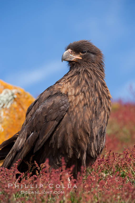 Straited caracara, a bird of prey found throughout the Falkland Islands.  The striated caracara is an opportunistic feeder, often scavenging for carrion but also known to attack weak or injured birds, Phalcoboenus australis, Steeple Jason Island