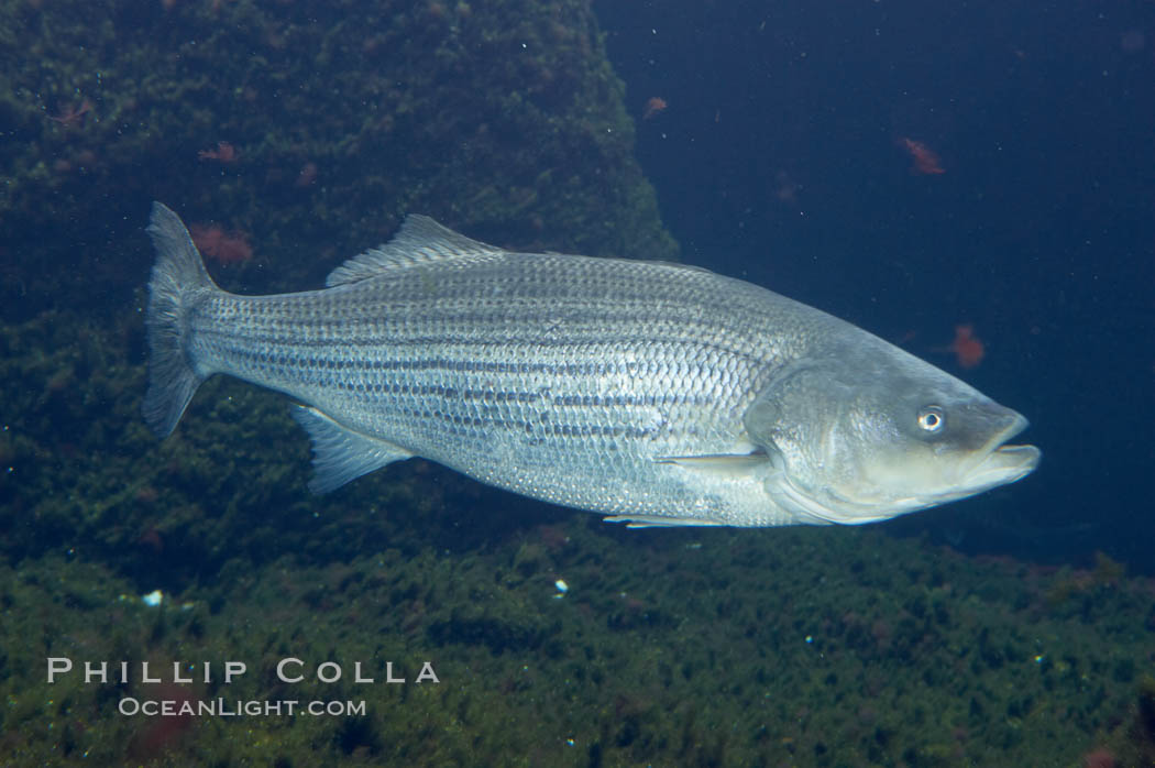 Striped bass (striper, striped seabass)., Morone saxatilis, natural history stock photograph, photo id 10983