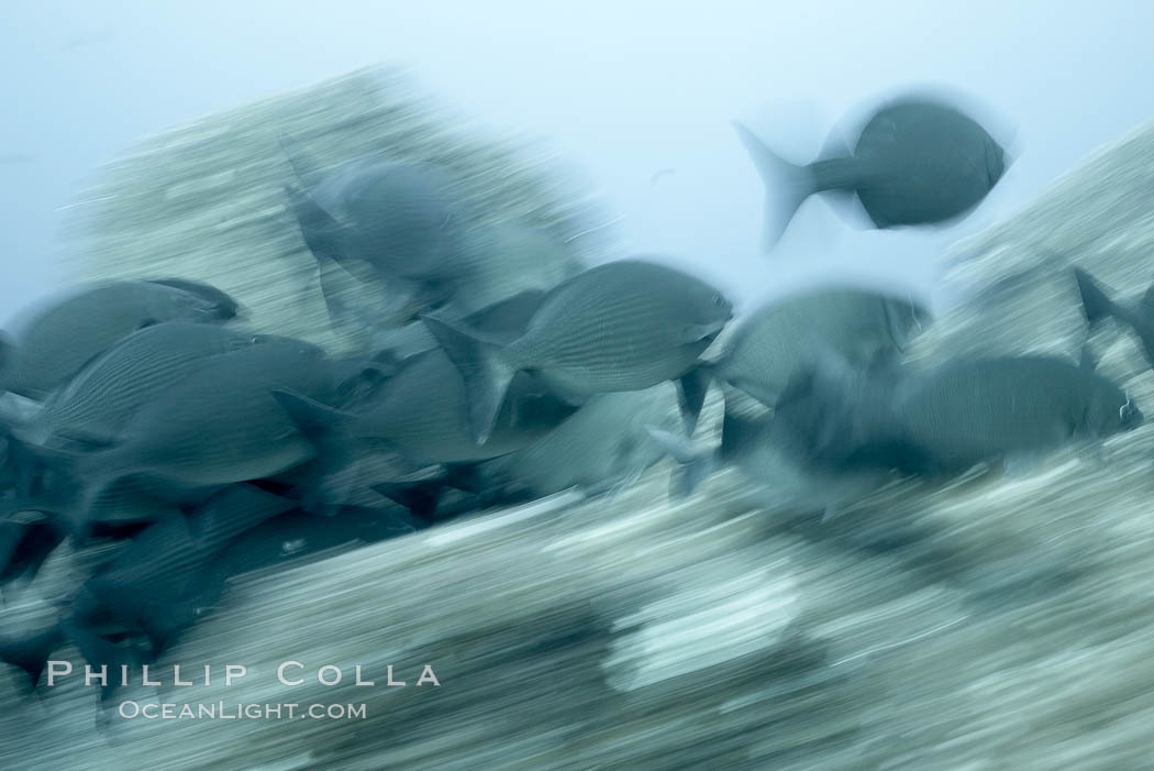 Striped sea chub, motion blur. Wolf Island, Galapagos Islands, Ecuador, Kyphosus analogous, natural history stock photograph, photo id 16378