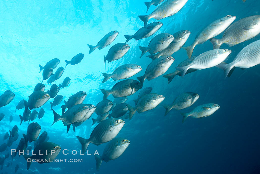 Striped sea chub, schooling. Wolf Island, Galapagos Islands, Ecuador, Kyphosus analogous, natural history stock photograph, photo id 16412