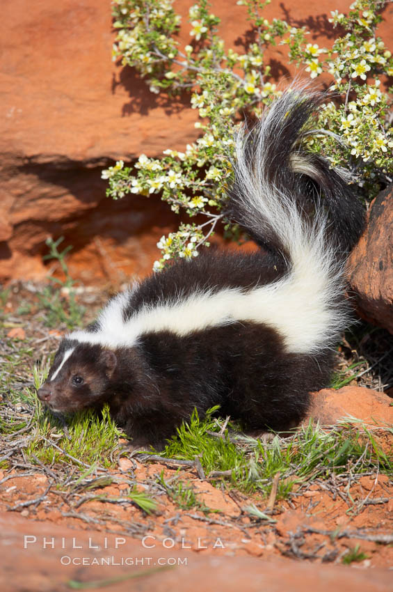 Striped skunk.  The striped skunk prefers somewhat open areas with a mixture of habitats such as woods, grasslands, and agricultural clearings. They are usually never found further than two miles from a water source. They are also often found in suburban areas because of the abundance of buildings that provide them with cover., Mephitis mephitis, natural history stock photograph, photo id 12060