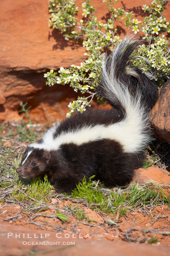 Striped skunk.  The striped skunk prefers somewhat open areas with a mixture of habitats such as woods, grasslands, and agricultural clearings. They are usually never found further than two miles from a water source. They are also often found in suburban areas because of the abundance of buildings that provide them with cover., Mephitis mephitis, natural history stock photograph, photo id 12060