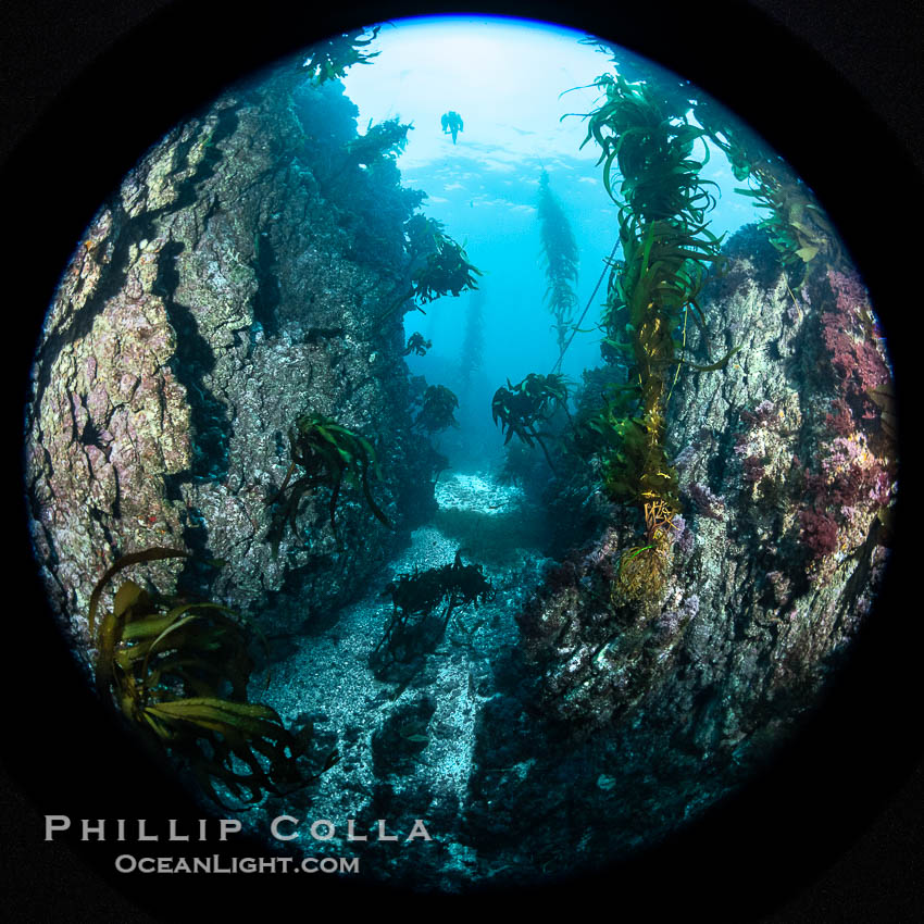 Spectacular underwater rocky reef topography at San Clemente Island, typified by crevices, walls and profuse vertical relief on the rocky ocean bottom below the kelp forest. California, USA, natural history stock photograph, photo id 38505