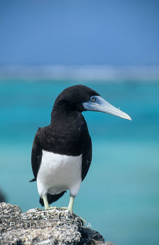 Brown booby. Rose Atoll National Wildlife Sanctuary, American Samoa, USA, Sula leucogaster, natural history stock photograph, photo id 00880