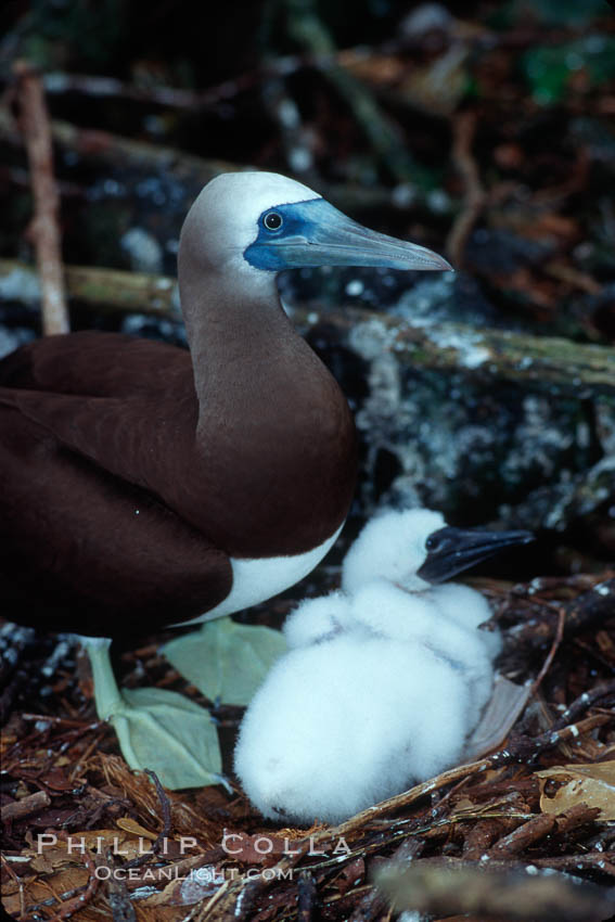 Brown booby, adult and chick at nest. Cocos Island, Costa Rica, Sula leucogaster, natural history stock photograph, photo id 03260