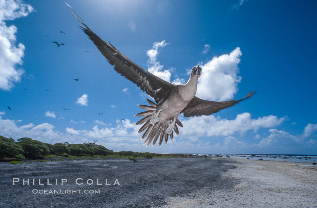 Brown booby. Rose Atoll National Wildlife Sanctuary, American Samoa, USA, Sula leucogaster, natural history stock photograph, photo id 00915