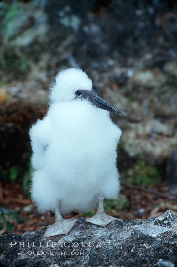 Brown booby, chick. Cocos Island, Costa Rica, Sula leucogaster, natural history stock photograph, photo id 03257