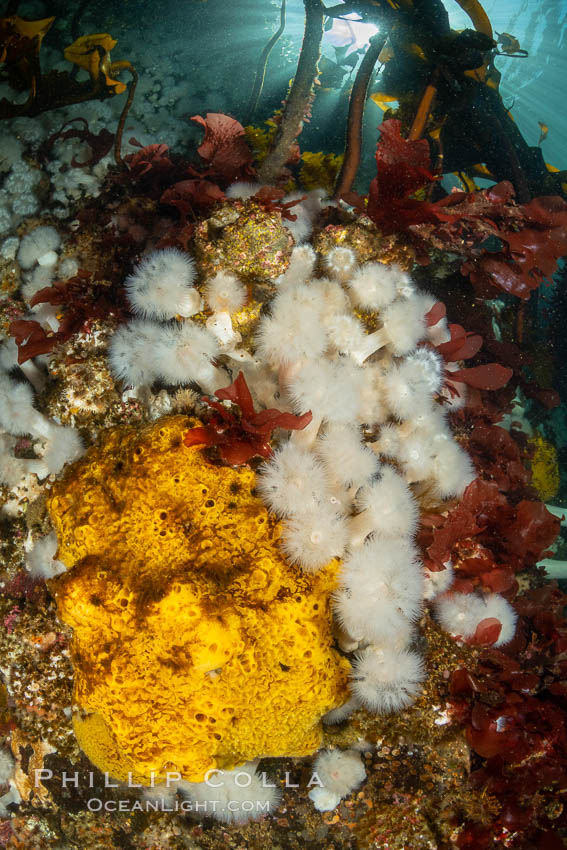 Yellow sulphur sponge and white metridium anemones, on a cold water reef teeming with invertebrate life. Browning Pass, Vancouver Island. British Columbia, Canada, Halichondria panicea, Metridium senile, natural history stock photograph, photo id 35394