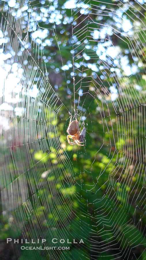 Sun spider., natural history stock photograph, photo id 21791