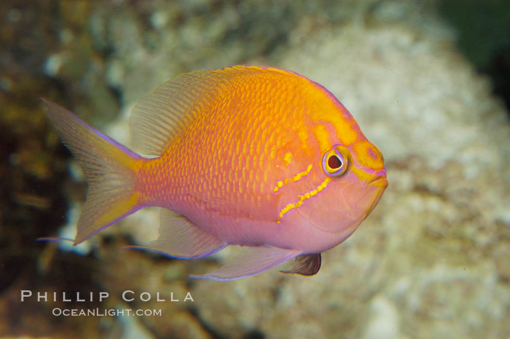 Sunburst anthias., Serranocirrhitus latus, natural history stock photograph, photo id 08869