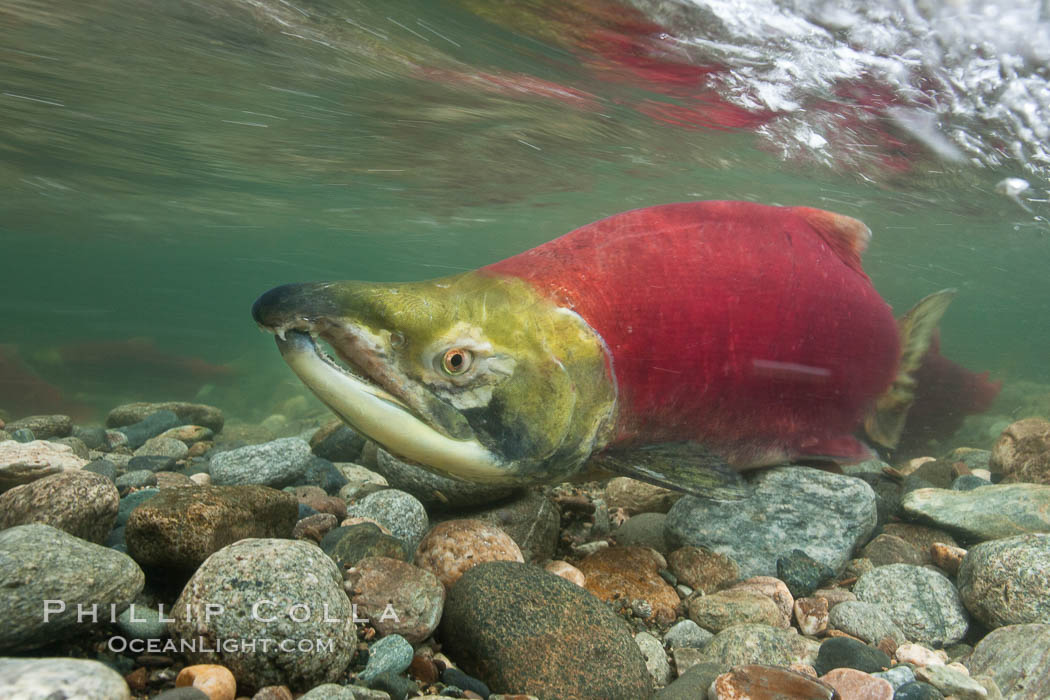 A male sockeye salmon, showing injuries sustained as it migrated hundreds of miles from the ocean up the Fraser River, swims upstream in the Adams River to reach the place where it will fertilize eggs laid by a female in the rocks.  It will die soon after spawning. Roderick Haig-Brown Provincial Park, British Columbia, Canada, Oncorhynchus nerka, natural history stock photograph, photo id 26162