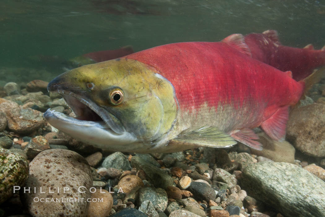 Adams River sockeye salmon.  A female sockeye salmon swims upstream in the Adams River to spawn, having traveled hundreds of miles upstream from the ocean. Roderick Haig-Brown Provincial Park, British Columbia, Canada, Oncorhynchus nerka, natural history stock photograph, photo id 26168