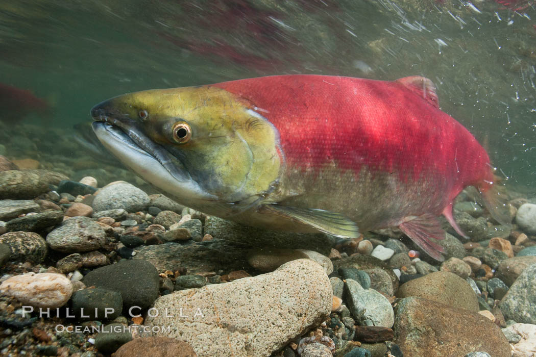 Adams River sockeye salmon.  A female sockeye salmon swims upstream in the Adams River to spawn, having traveled hundreds of miles upstream from the ocean. Roderick Haig-Brown Provincial Park, British Columbia, Canada, Oncorhynchus nerka, natural history stock photograph, photo id 26145