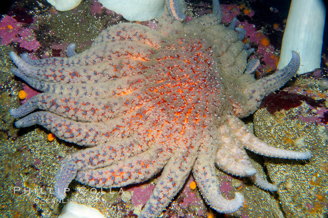 Sun starfish.  This enormous starfish can have up to 24 arms, grow to 30 inches in diameter and have as many as 15000 tube feet.  Sun stars are usually pink, purple or brown in color although will occasionally be red or yellow. They can regrow lost arms., Pycnopodia helianthoides, natural history stock photograph, photo id 14949