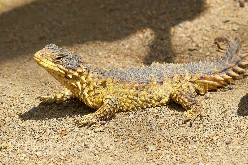 Sungazer Photo, Stock Photograph of a Sungazer, Cordylus giganteus