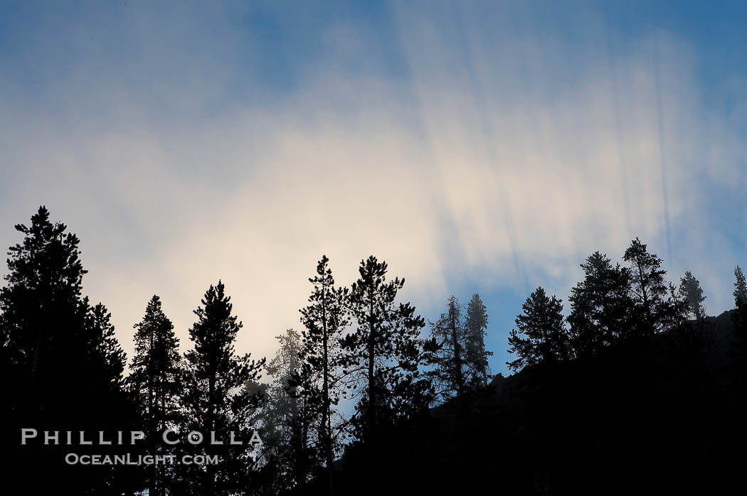 Sunlight and steam, early morning., natural history stock photograph, photo id 13564