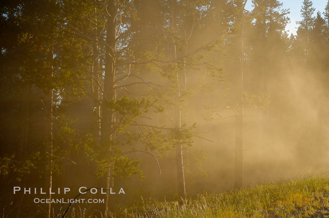 Sunlight and steam, early morning. Lower Geyser Basin, Yellowstone National Park, Wyoming, USA, natural history stock photograph, photo id 13565