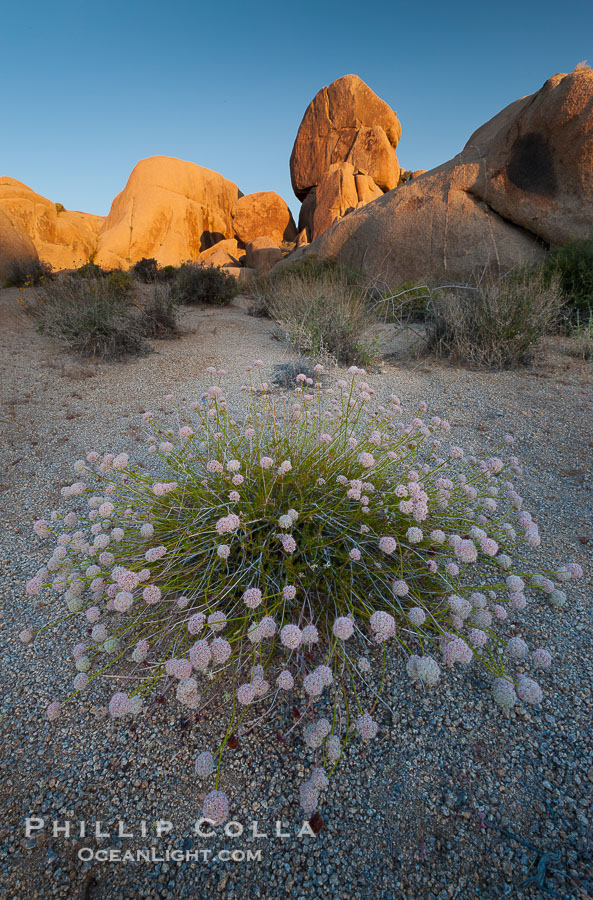 Sunrise and flowering plant, a beautiful desert southwest scene in Joshua Tree National Park, California., natural history stock photograph, photo id 26738