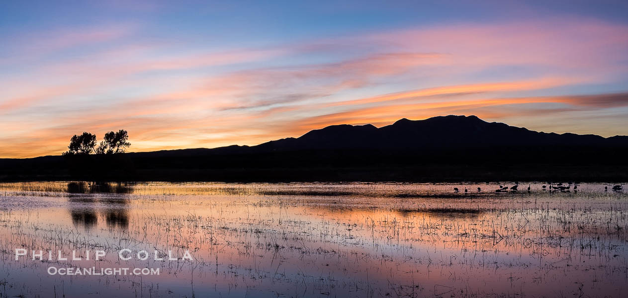 Sunset at Bosque del Apache National Wildlife Refuge.  Spectacular sunsets at Bosque del Apache, rich in reds, oranges, yellows and purples, make for striking reflections of the thousands of cranes and geese found in the refuge each winter. Socorro, New Mexico, USA, Chen caerulescens, natural history stock photograph, photo id 39951