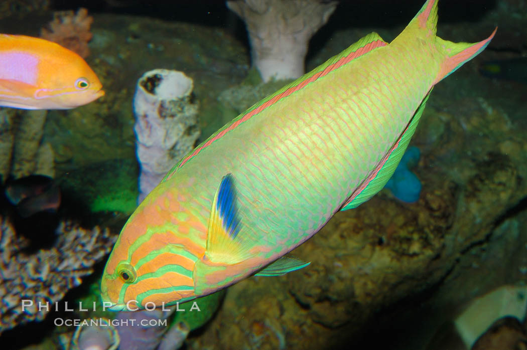 Sunset wrasse., Thalassoma lutescens, natural history stock photograph, photo id 08874