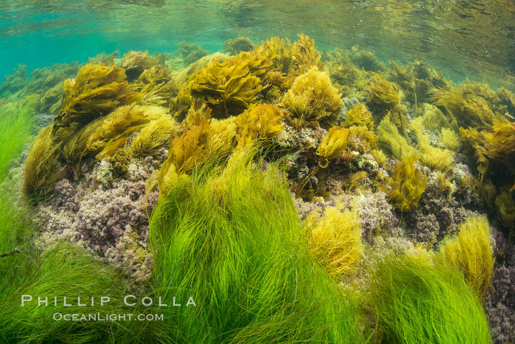 Southern sea palm (yellow) and surf grass (green), shallow water, San Clemente Island. California, USA, Eisenia arborea, Phyllospadix, natural history stock photograph, photo id 30958
