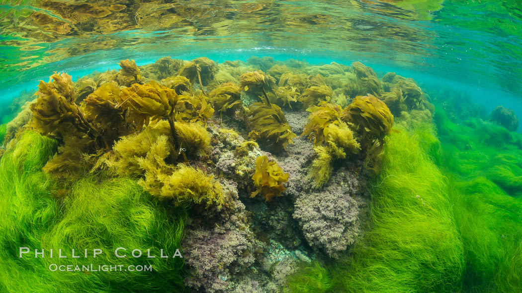 Southern sea palm (yellow) and surf grass (green), shallow water, San Clemente Island. California, USA, Eisenia arborea, Phyllospadix, natural history stock photograph, photo id 30952