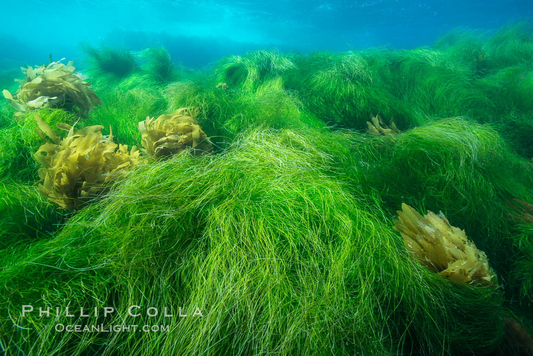 Southern sea palm (yellow) and surf grass (green), shallow water, San Clemente Island. California, USA, Eisenia arborea, Phyllospadix, natural history stock photograph, photo id 30885