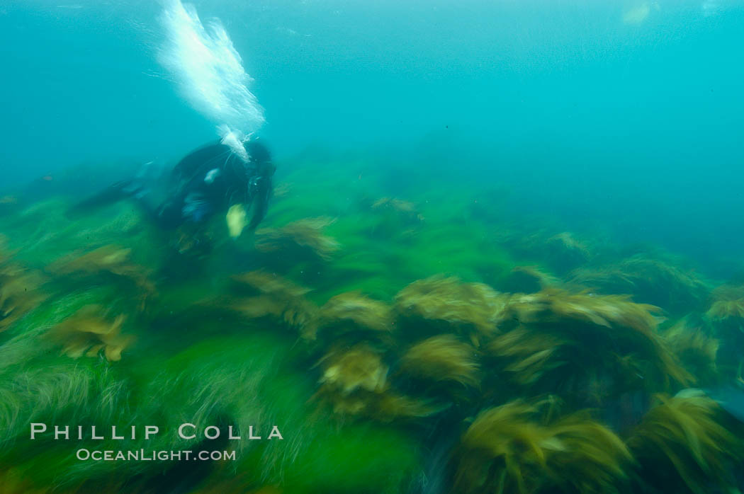 A SCUBA diver exhales a breath of air as he swims over surf grass on the rocky reef.  All appears blurred in this time exposure, as they are moved by powerful ocean waves passing by above.  San Clemente Island. California, USA, Phyllospadix, natural history stock photograph, photo id 10254