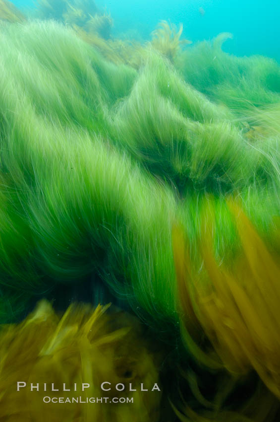 Surf grass on the rocky reef -- appearing blurred in this time exposure -- is tossed back and forth by powerful ocean waves passing by above.  San Clemente Island. California, USA, Phyllospadix, natural history stock photograph, photo id 10252
