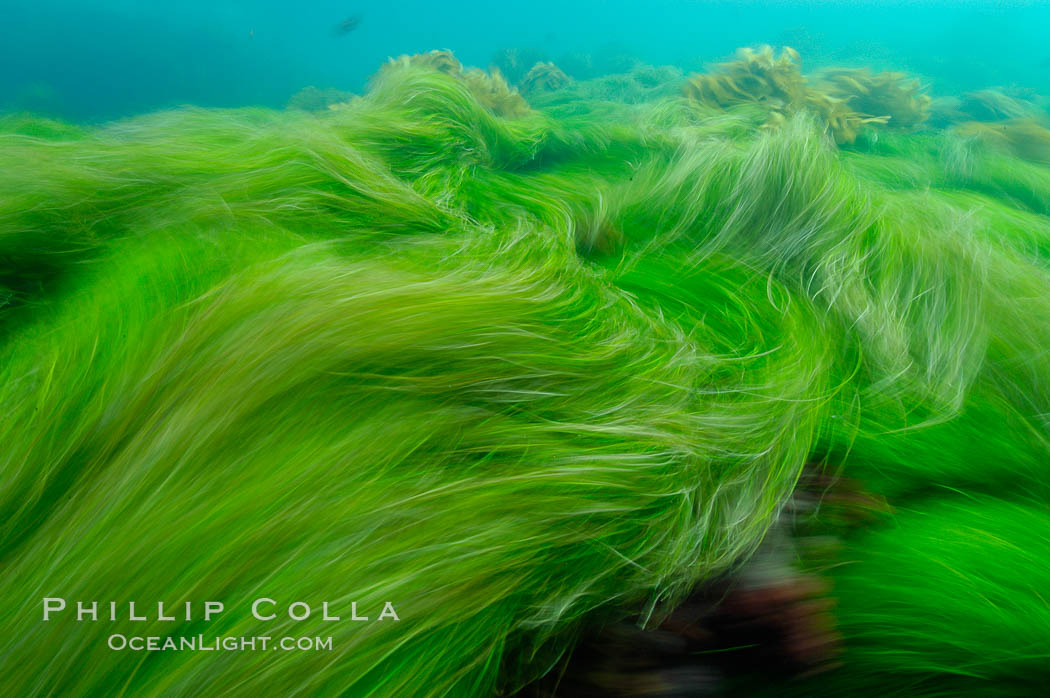 Surf grass on the rocky reef -- appearing blurred in this time exposure -- is tossed back and forth by powerful ocean waves passing by above.  San Clemente Island. California, USA, Phyllospadix, natural history stock photograph, photo id 10256