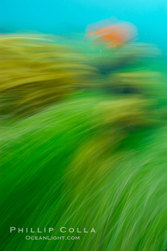 A garibaldi fish (orange), surf grass (green) and palm kelp (brown) on the rocky reef -- all appearing blurred in this time exposure -- are tossed back and forth by powerful ocean waves passing by above.  San Clemente Island. California, USA, Hypsypops rubicundus, Phyllospadix, natural history stock photograph, photo id 10264