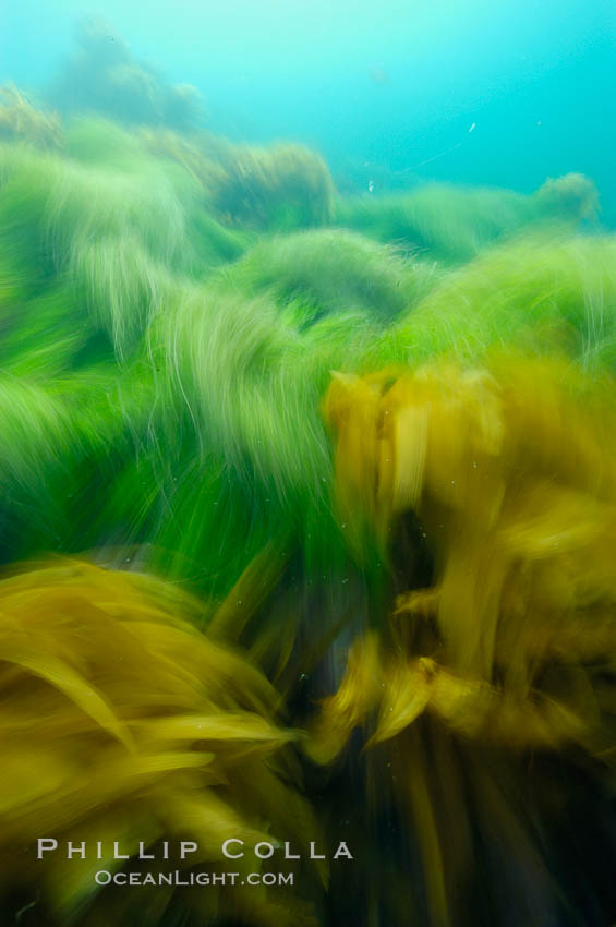 Surf grass (green) and palm kelp (brown) on the rocky reef -- appearing blurred in this time exposure -- are tossed back and forth by powerful ocean waves passing by above.  San Clemente Island. California, USA, Phyllospadix, natural history stock photograph, photo id 10268