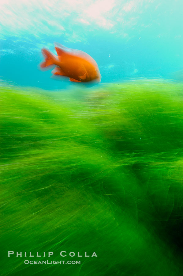 A garibaldi fish (orange) and surf grass (green) on the rocky reef -- appearing blurred in this time exposure -- are tossed back and forth by powerful ocean waves passing by above.  San Clemente Island., Hypsypops rubicundus, Phyllospadix, natural history stock photograph, photo id 10251