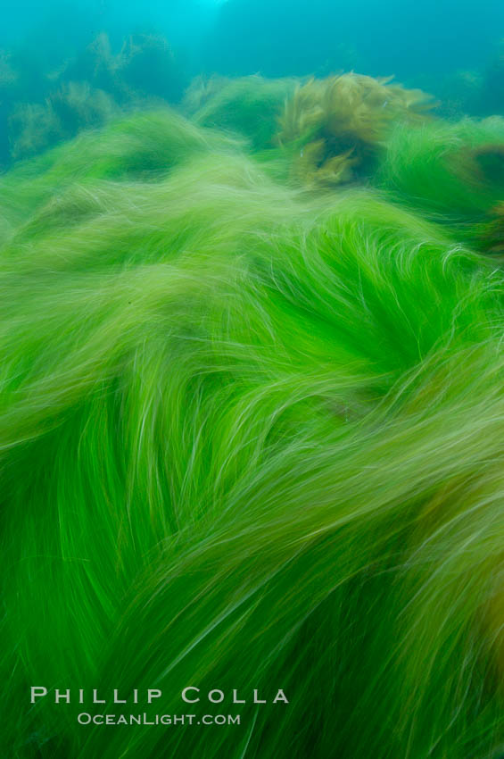 Surf grass on the rocky reef -- appearing blurred in this time exposure -- is tossed back and forth by powerful ocean waves passing by above.  San Clemente Island. California, USA, Phyllospadix, natural history stock photograph, photo id 10263