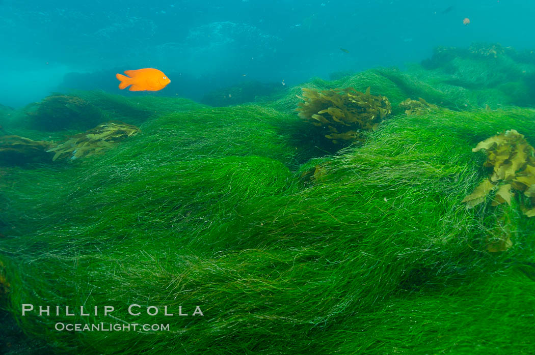 A garibaldi fish swims over surf grass on the rocky reef.  San Clemente Island. California, USA, Hypsypops rubicundus, Phyllospadix, natural history stock photograph, photo id 10271