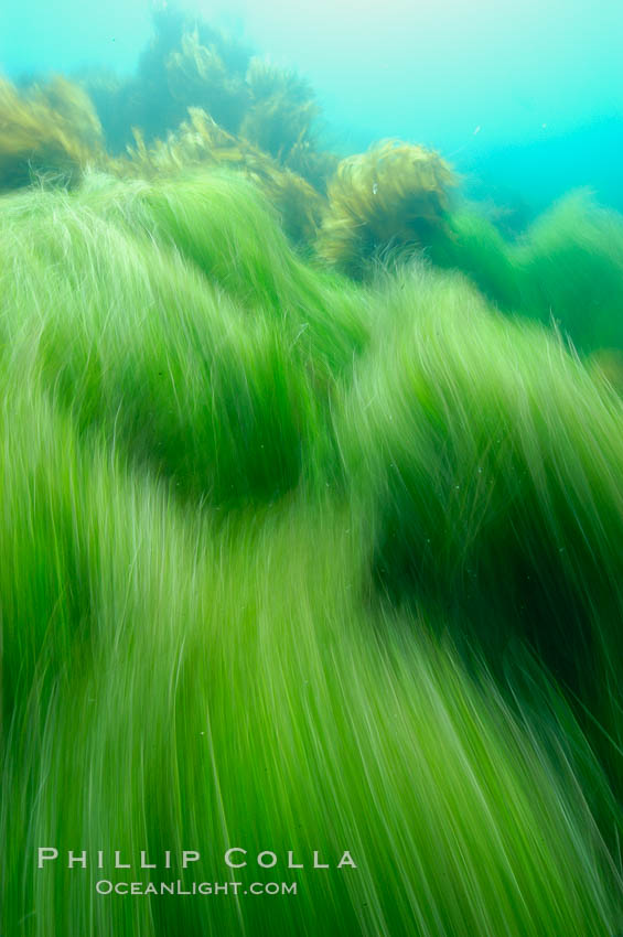Surf grass on the rocky reef -- appearing blurred in this time exposure -- is tossed back and forth by powerful ocean waves passing by above.  San Clemente Island. California, USA, Phyllospadix, natural history stock photograph, photo id 10253