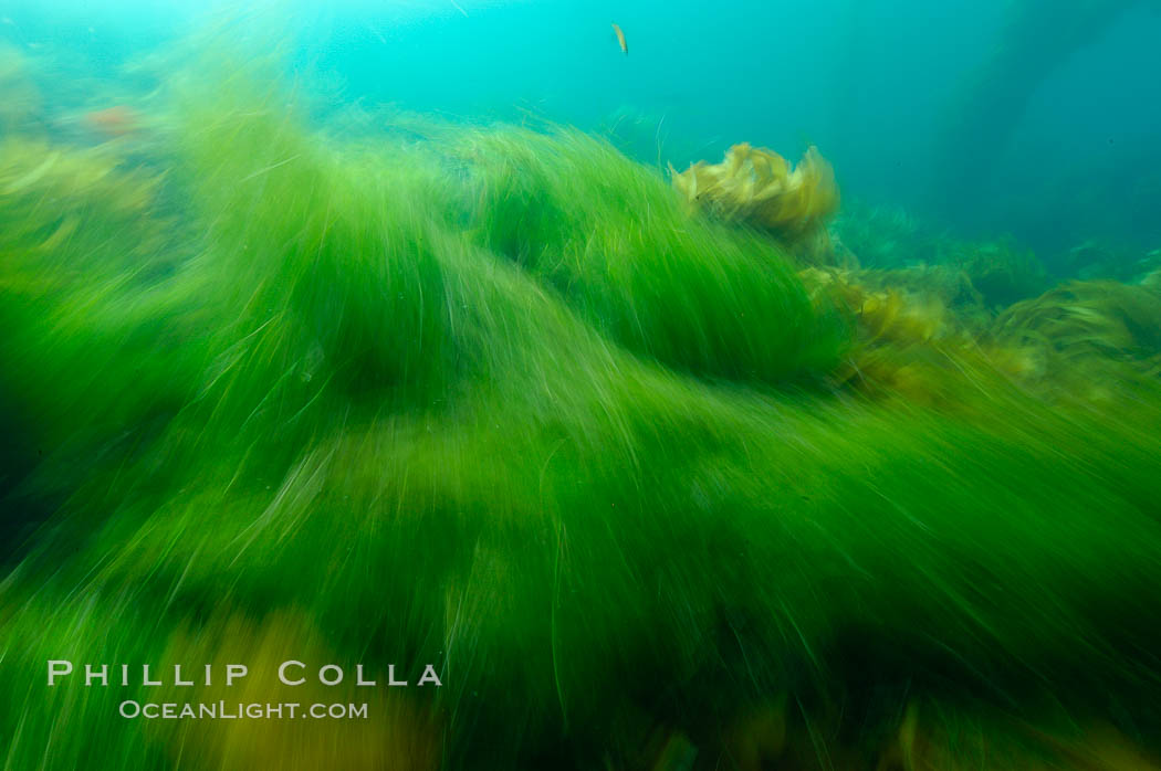 Surf grass on the rocky reef -- appearing blurred in this time exposure -- is tossed back and forth by powerful ocean waves passing by above.  San Clemente Island. California, USA, Phyllospadix, natural history stock photograph, photo id 10257