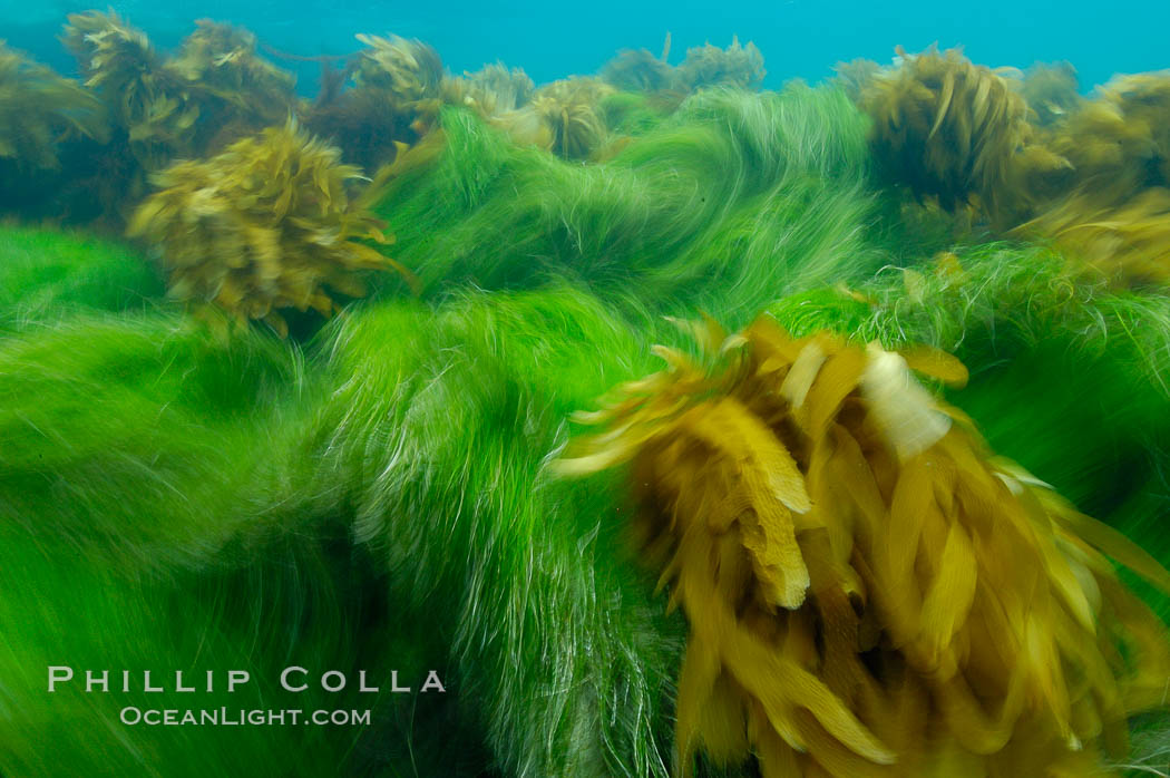 Surf grass (green) and palm kelp (brown) on the rocky reef -- appearing blurred in this time exposure -- are tossed back and forth by powerful ocean waves passing by above.  San Clemente Island. California, USA, Phyllospadix, natural history stock photograph, photo id 10261